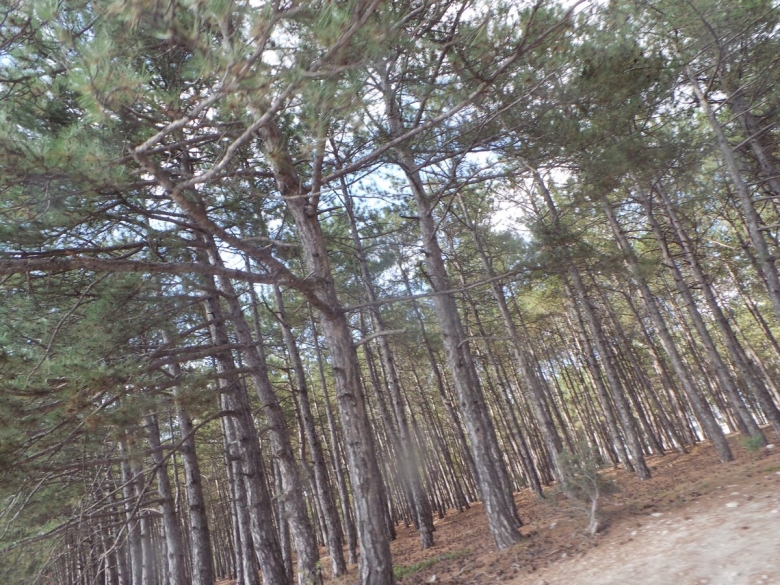 Деревья Крыма фото