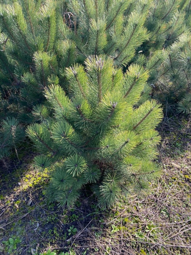 Сосна черная крымская