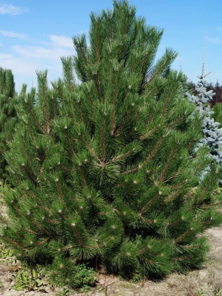 Сосна pinus nigra