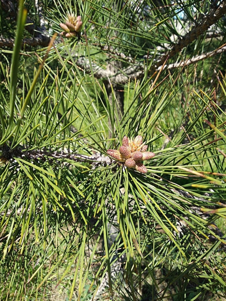 Сосна цветет или нет