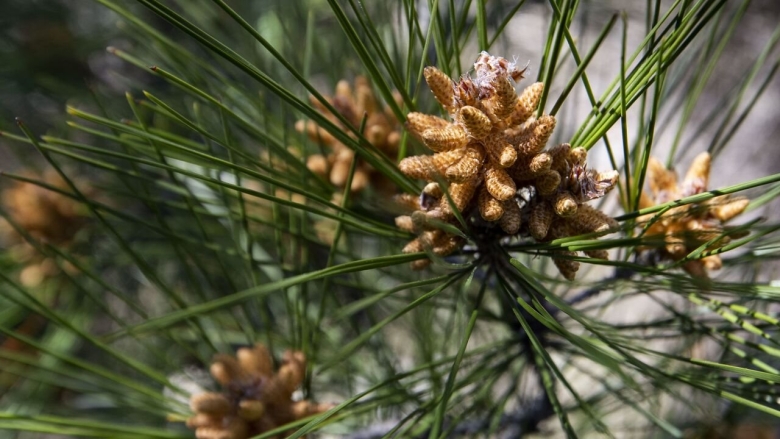 Хвойные деревья Крыма