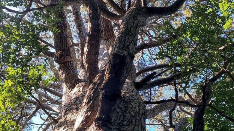 Крымская сосна цветет