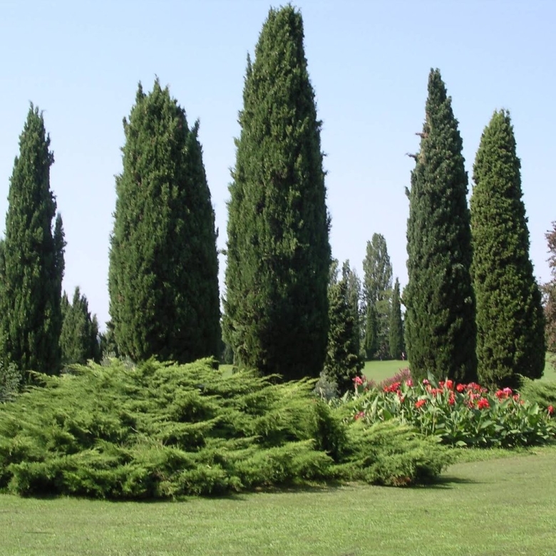 Кипарис вечнозеленый пирамидальный