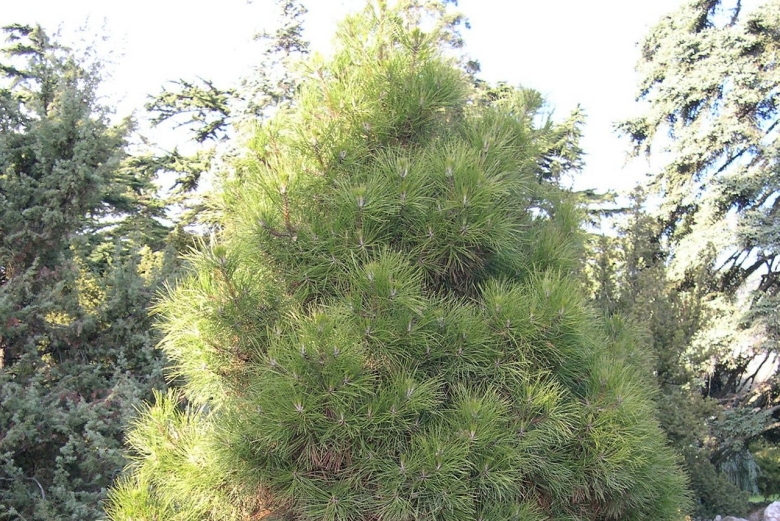 Pinus nigra subsp pallasiana