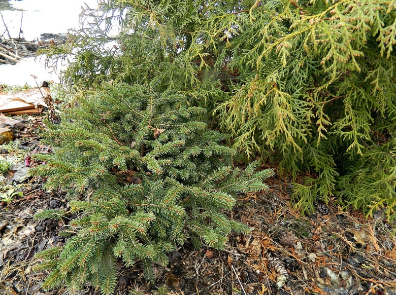 Ель обыкновенная прокумбенс