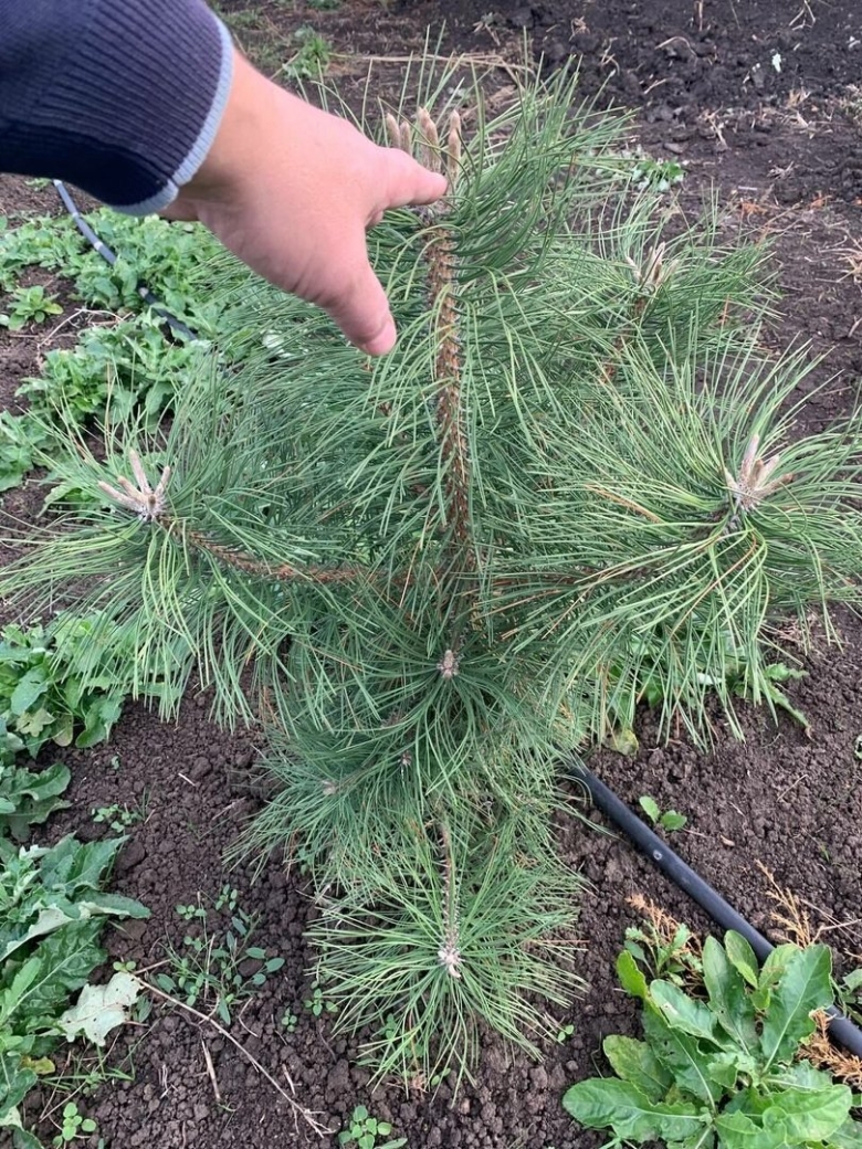 Сосна крымская саженец