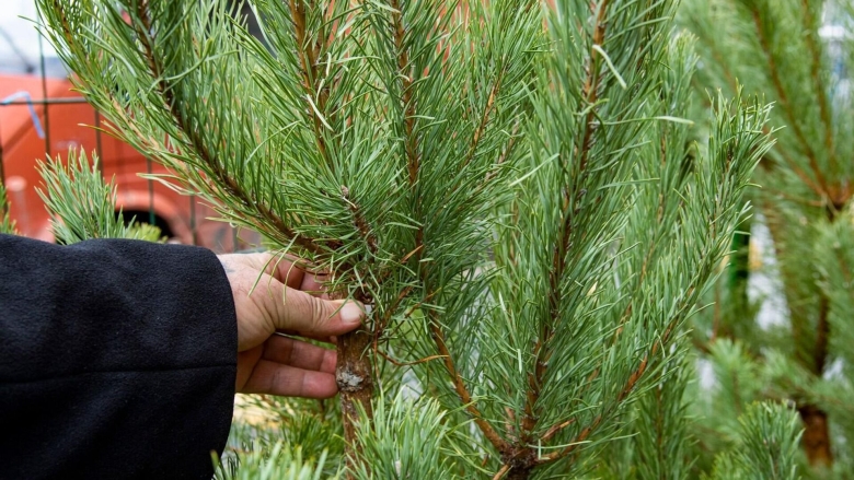 Pinus sylvestris 'martham'