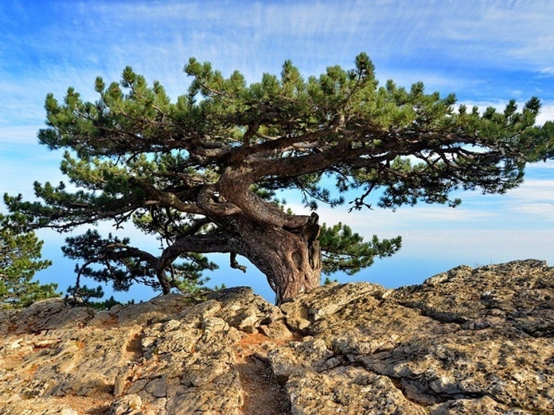 Сосна Крымская фото