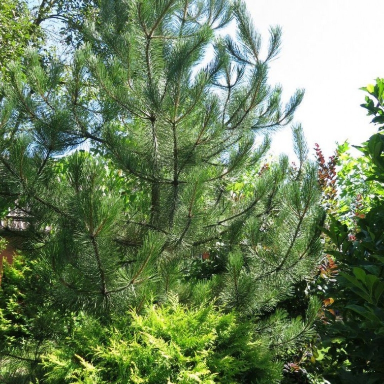 Pinus nigra austriaca