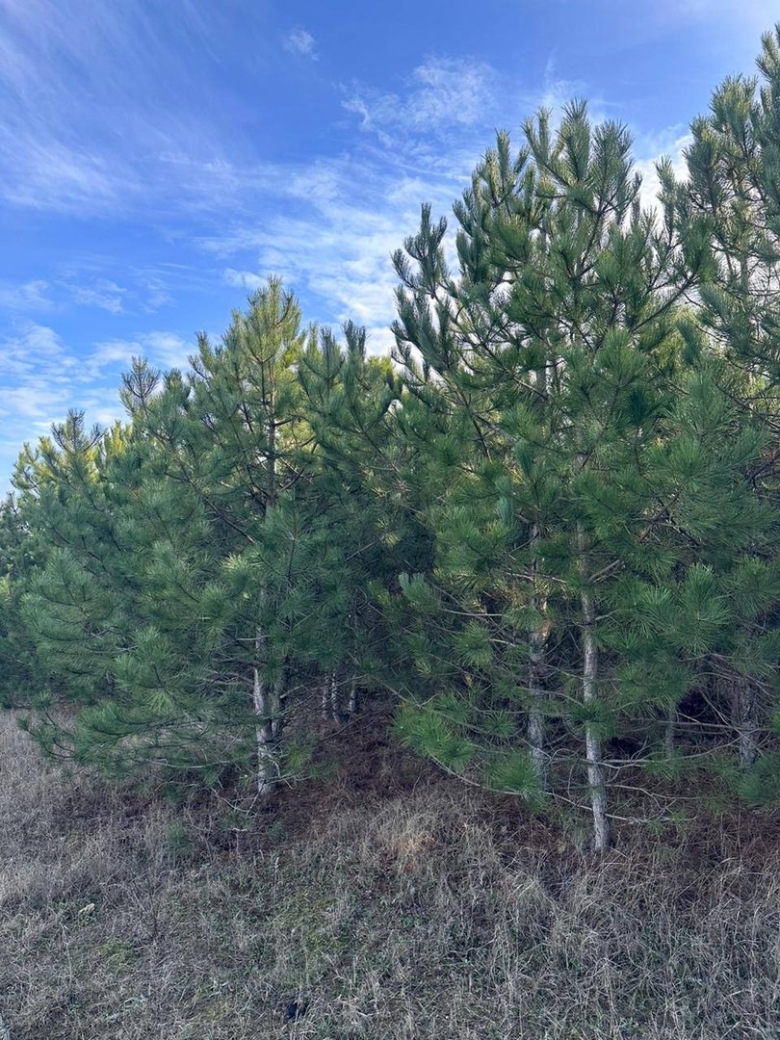 Сосна обыкновенная