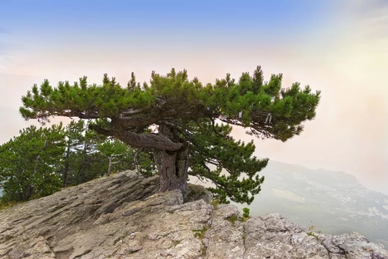 Сосна станкевича ай петри