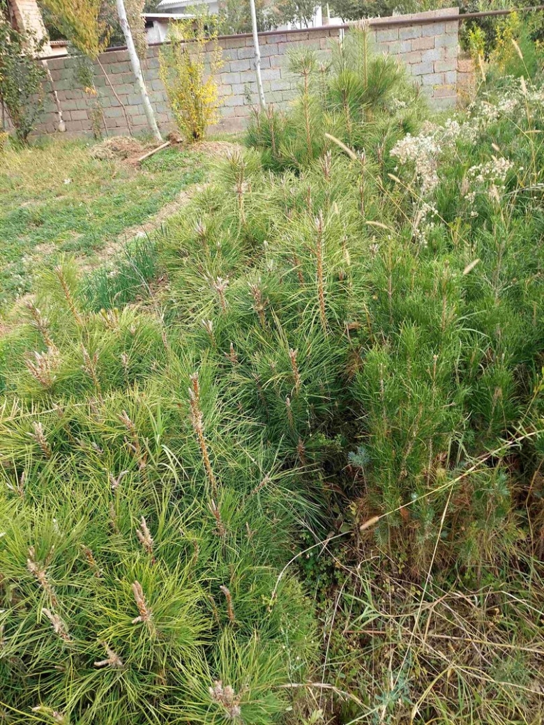 Сеянец сосны обыкновенной