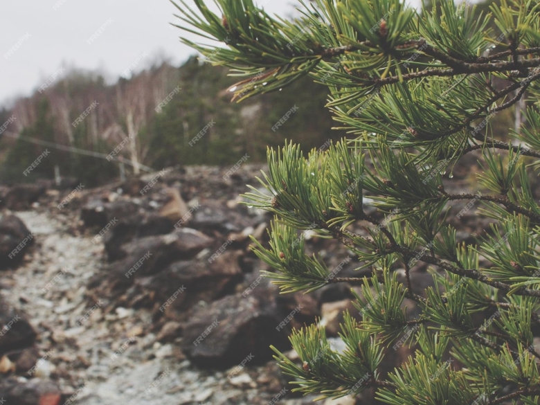 Сибирская кедровая сосна