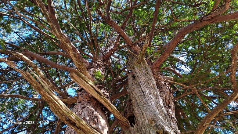 Берека дерево Крым