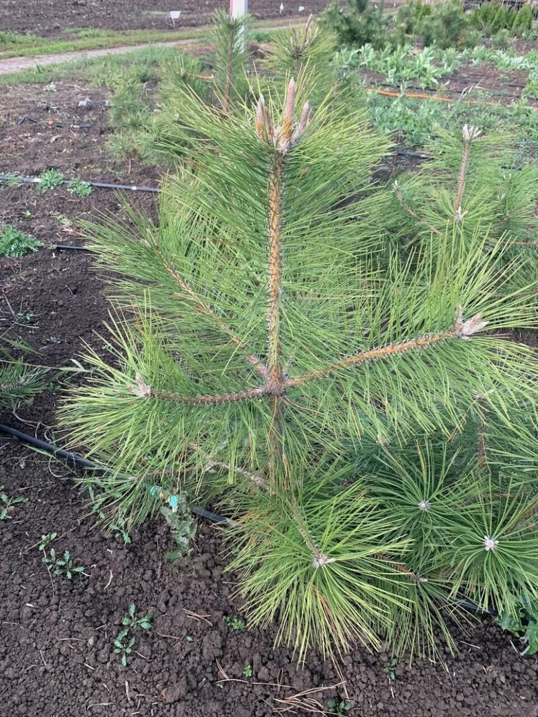 Крымская сосна саженцы