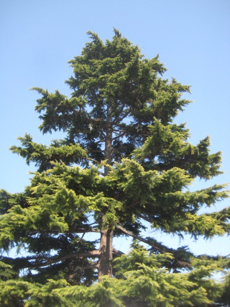 Кедр Гималайский в Крыму