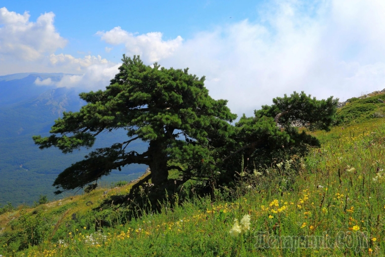 Сосна Палласа Крымская