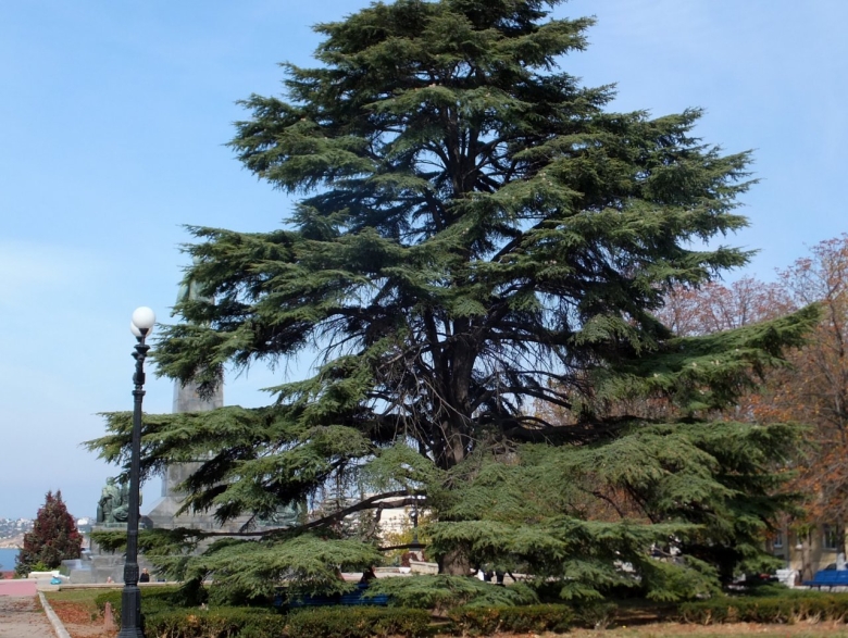 Ливанский кедр в Севастополе