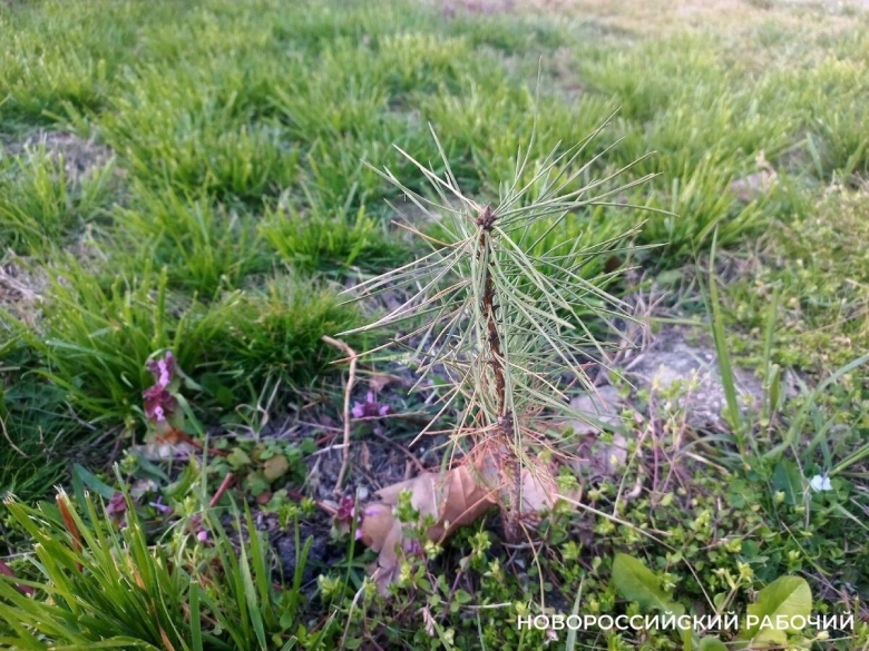 Крымская сосна