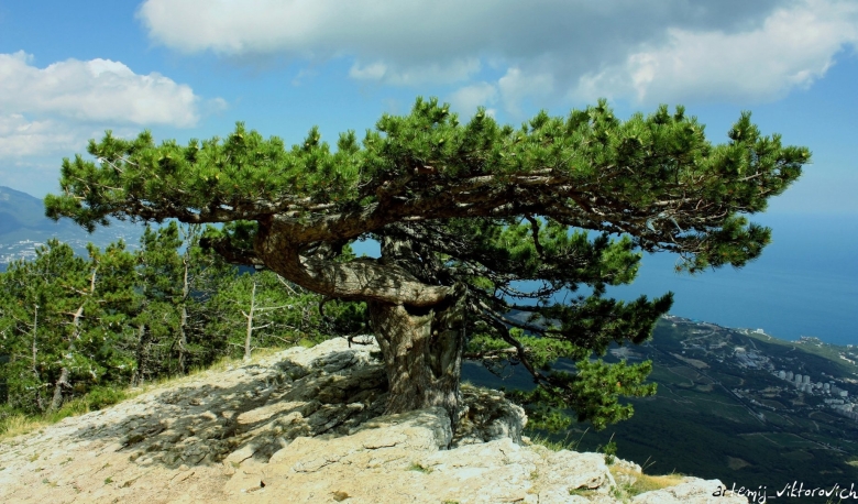 Можжевельник в Алтайском крае