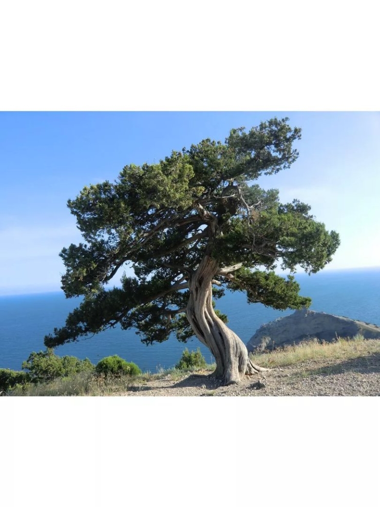 Можжевельник в Крыму