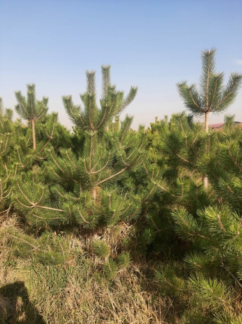 Сосна крымская сеянцы