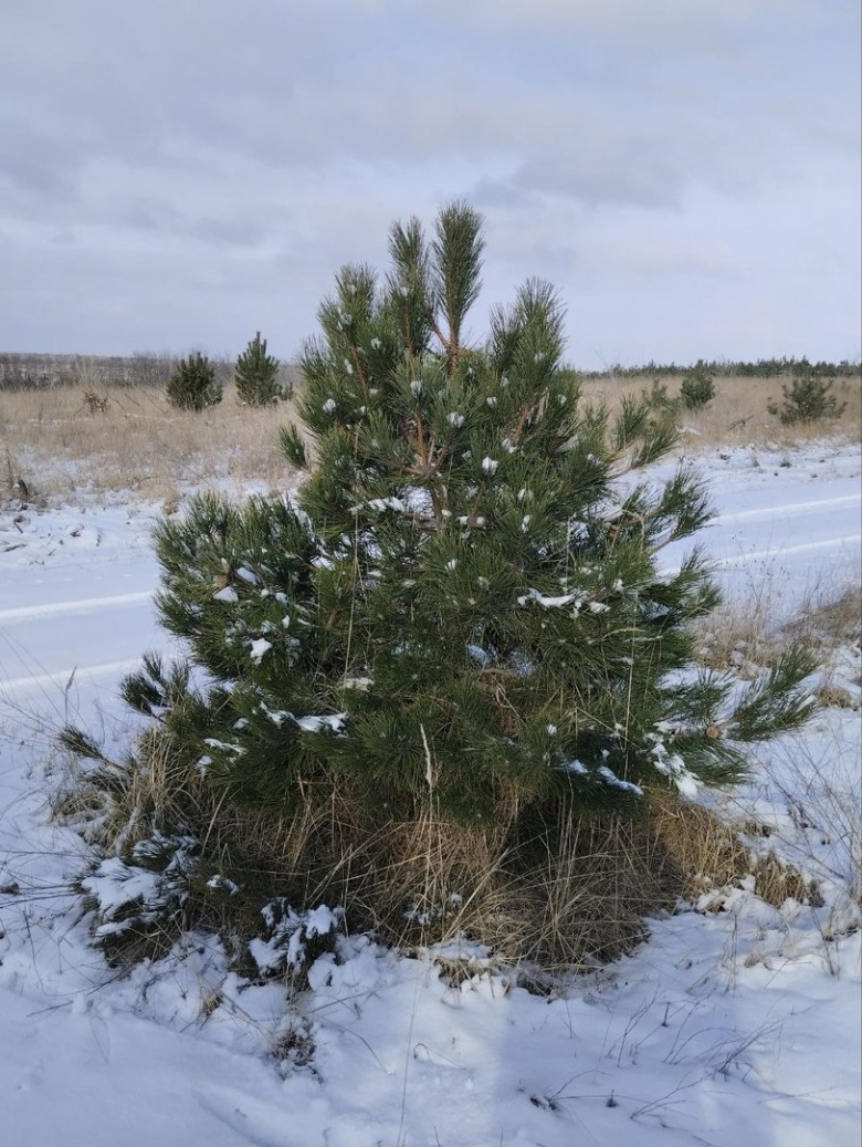 Обрезка Крымской сосны