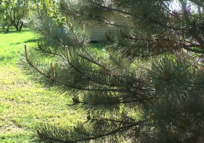 Хвойные деревья в Сочи фото и названия