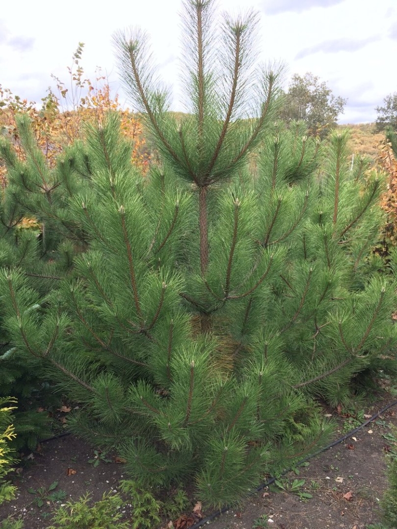 Сосна палласа ялта