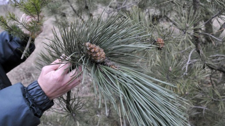 Сосна крымская обыкновенная