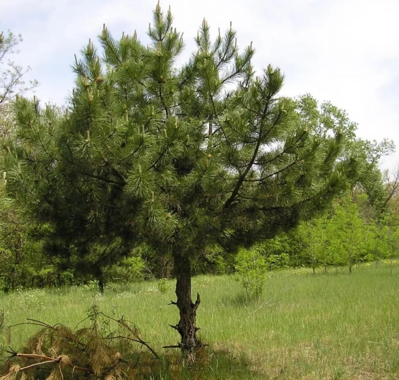 Сосна обыкновенная pinus sylvestris