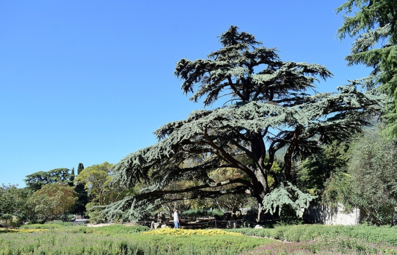 Кедр ливанский Никитский Ботанический сад
