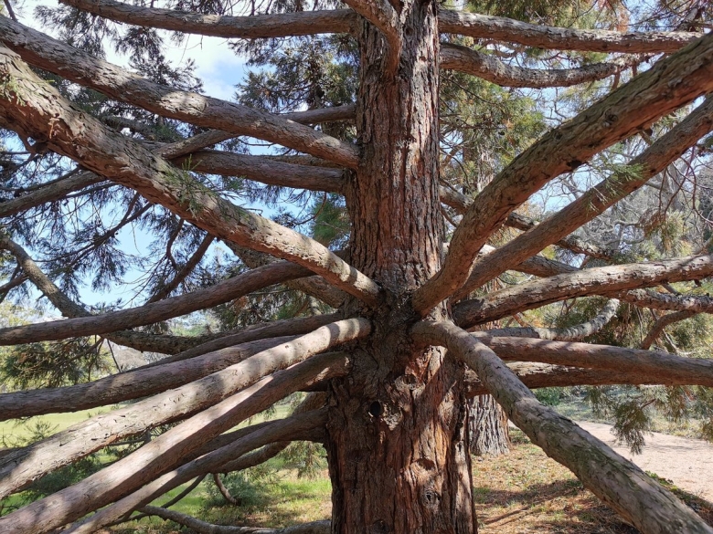 Мамонтовое дерево Артек