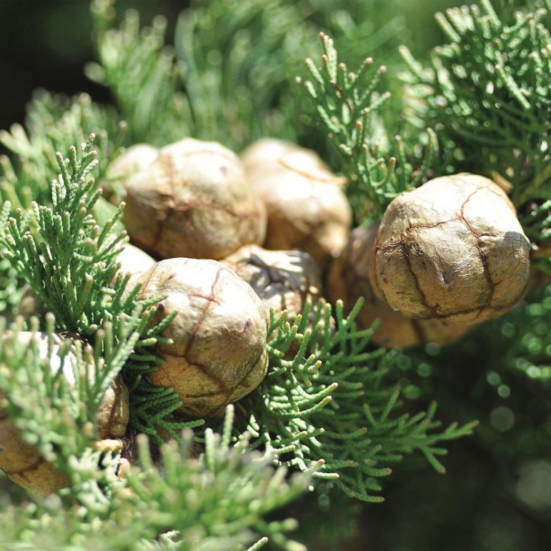 Хвойники Кипарис шишки