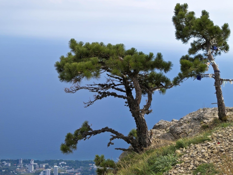 Сосна Палласа Крымская