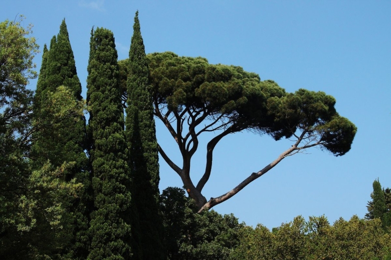 Кипарис дерево Греция