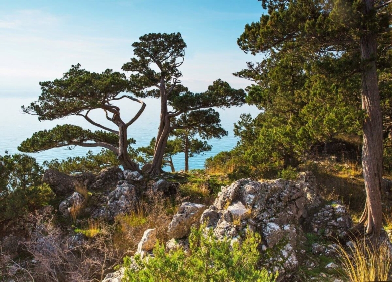 Мыс Мартьян заповедник можжевеловая роща