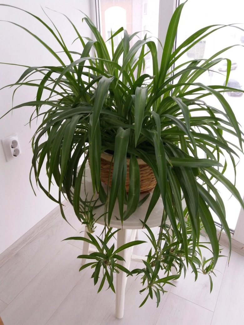 Хлорофитум Капский Chlorophytum