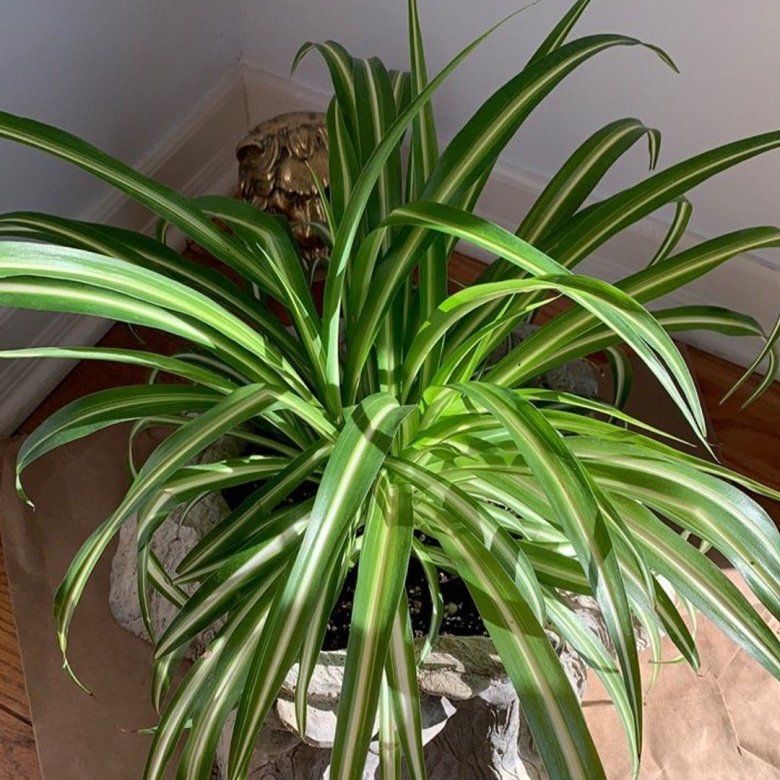 Хлорофитум хохлатый Chlorophytum comosum