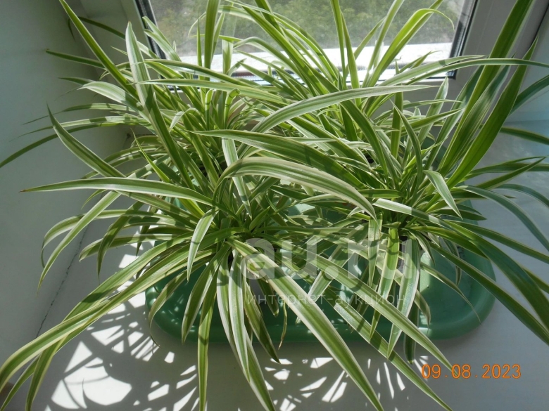 Хлорофитум comosum variegatum