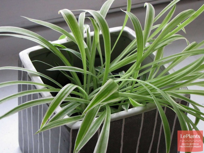 Хлорофитум Капский Chlorophytum capense