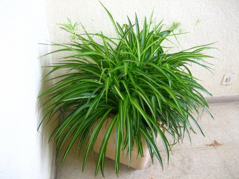 Хлорофитум Капский Chlorophytum capense