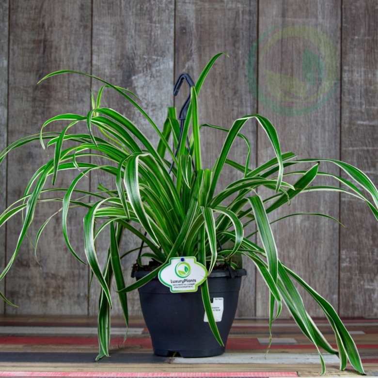 Хлорофитум хохлатый Chlorophytum comosum