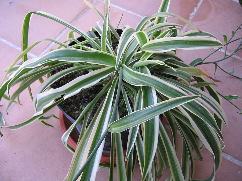 Хлорофитум хохлатый Chlorophytum comosum