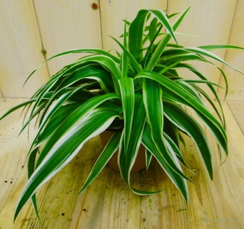 Хлорофитум Капский Chlorophytum