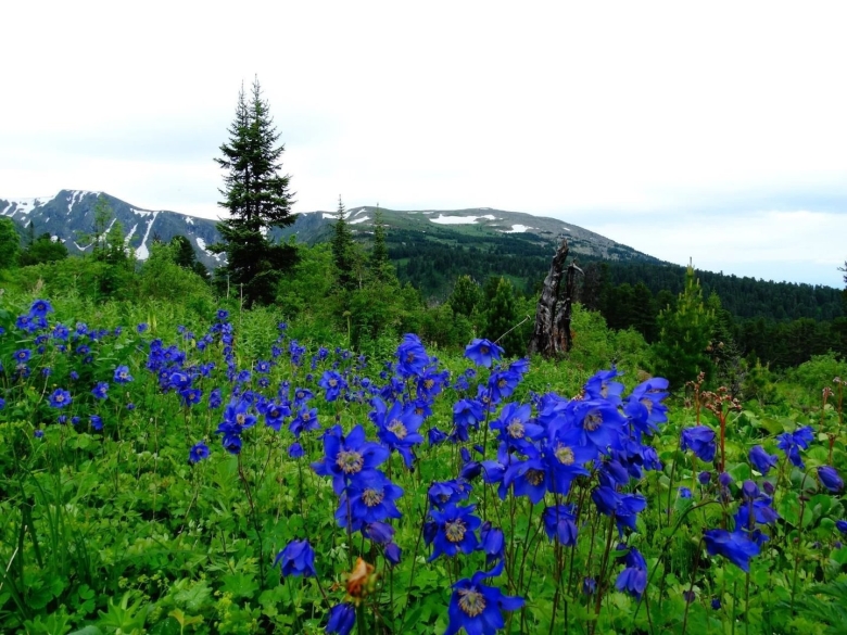 Травы Алтая горного Алтая