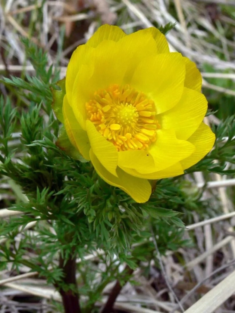 Адонис весенний горицвет