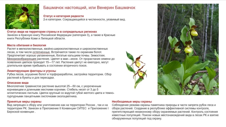 Венерин башмачок красная книга класс