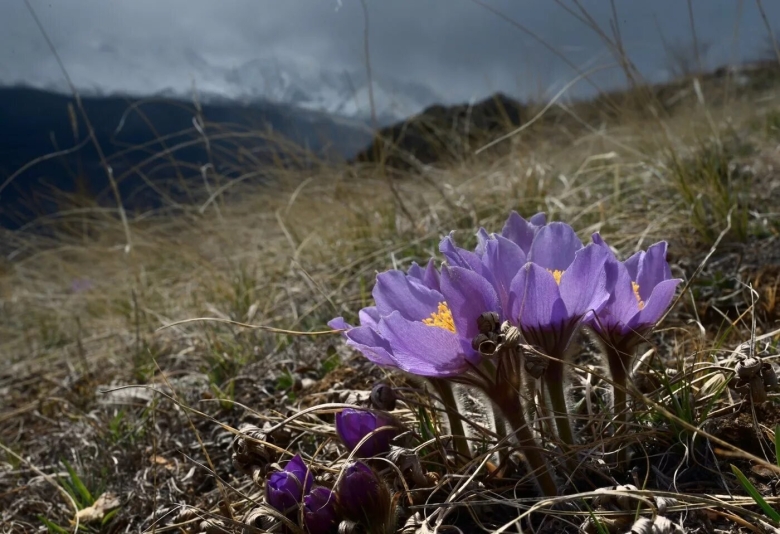 Первоцветы Алтая