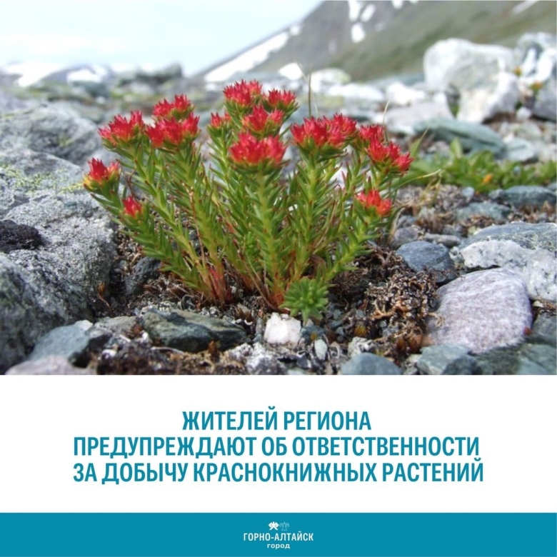 Родиола четырехраздельная